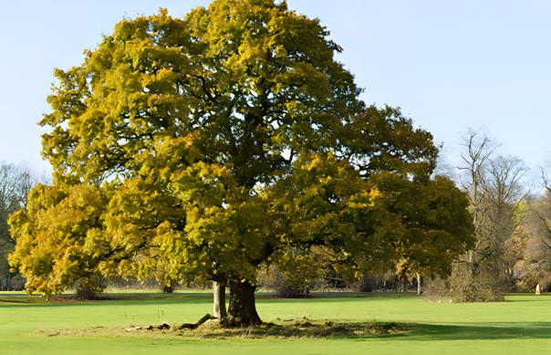 原木风木饰面板,自然之美宁静恬适.jpg 原木风木饰面板,自然之美宁静恬适.jpg